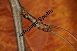 Toringo-Apfel, Japanischer Zier-Apfel, Malus toringo Kauf von 06648_malus_toringa_img_4780.jpg