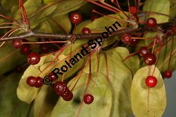 Toringo-Apfel, Japanischer Zier-Apfel, Malus toringo Kauf von 06648_malus_toringo_img_4731.jpg