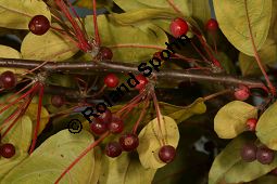 Toringo-Apfel, Japanischer Zier-Apfel, Malus toringo Kauf von 06648_malus_toringo_img_4733.jpg