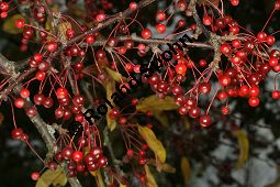 Toringo-Apfel, Japanischer Zier-Apfel, Malus toringo Kauf von 06648_malus_toringo_img_4734.jpg