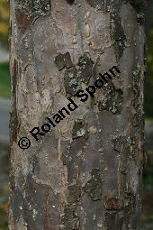 Toringo-Apfel, Japanischer Zier-Apfel, Malus toringo Kauf von 06648_malus_toringo_img_4735.jpg