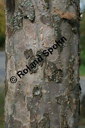 Toringo-Apfel, Japanischer Zier-Apfel, Malus toringo Kauf von 06648_malus_toringo_img_4736.jpg