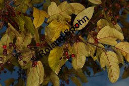 Toringo-Apfel, Japanischer Zier-Apfel, Malus toringo Kauf von 06648_malus_toringo_img_4739.jpg