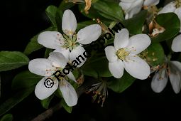 Toringo-Apfel, Japanischer Zier-Apfel, Malus toringo Kauf von 06648_malus_toringo_img_8192.jpg