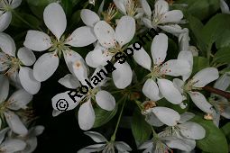 Toringo-Apfel, Japanischer Zier-Apfel, Malus toringo Kauf von 06648_malus_toringo_img_8193.jpg