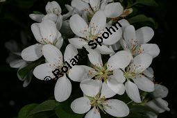 Toringo-Apfel, Japanischer Zier-Apfel, Malus toringo Kauf von 06648_malus_toringo_img_8194.jpg