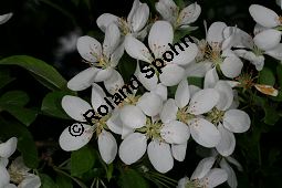 Toringo-Apfel, Japanischer Zier-Apfel, Malus toringo Kauf von 06648_malus_toringo_img_8195.jpg