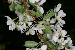 Toringo-Apfel, Japanischer Zier-Apfel, Malus toringo Kauf von 06648_malus_toringo_img_8196.jpg