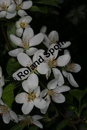 Toringo-Apfel, Japanischer Zier-Apfel, Malus toringo Kauf von 06648_malus_toringo_img_8197.jpg