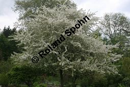 Toringo-Apfel, Japanischer Zier-Apfel, Malus toringo Kauf von 06648_malus_toringo_img_8198.jpg