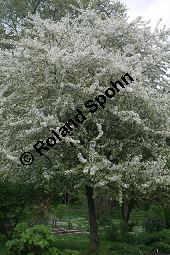 Toringo-Apfel, Japanischer Zier-Apfel, Malus toringo Kauf von 06648_malus_toringo_img_8199.jpg