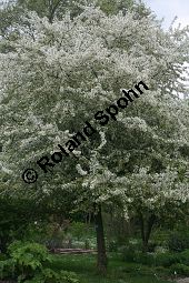 Toringo-Apfel, Japanischer Zier-Apfel, Malus toringo Kauf von 06648_malus_toringo_img_8200.jpg