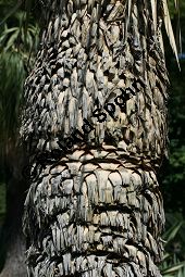 Geschnäbelte Palmlilie, Yucca rostrata Kauf von 06651_yucca_rostrata_img_3402.jpg