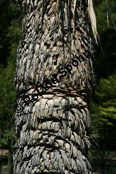 Geschnäbelte Palmlilie, Yucca rostrata Kauf von 06651_yucca_rostrata_img_3403.jpg