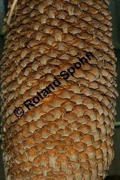 Geschnäbelte Palmlilie, Yucca rostrata Kauf von 06651_yucca_rostrata_img_3468.jpg