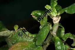  Kauf von 06652_kalanchoe_pinnata_img_0565.jpg