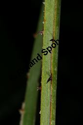 Sinaloa-Hesperidenpalme, Brahea aculeata Kauf von 06653_brahea_aculeata_img_0583.jpg