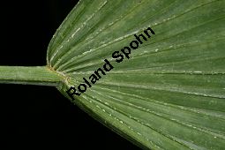 Sinaloa-Hesperidenpalme, Brahea aculeata Kauf von 06653_brahea_aculeata_img_0594.jpg