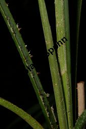Sinaloa-Hesperidenpalme, Brahea aculeata Kauf von 06653_brahea_aculeata_img_0596.jpg