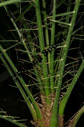 Kreta-Dattelpalme, Phoenix theophrasti Kauf von 06654_phoenix_theophrasti_img_0588.jpg