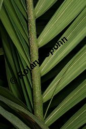 Kentiopsis oliviformis Kauf von 06655_kentiopsis_oliviformis_img_0592.jpg