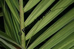 Kentiopsis oliviformis Kauf von 06655_kentiopsis_oliviformis_img_0593.jpg