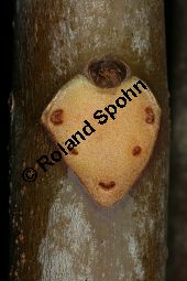 Chinesischer Surenbaum, Toona sinensis 'Flamingo' Kauf von 06668_toona_sinensis_flamingo_img_5432.jpg