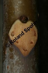 Chinesischer Surenbaum, Toona sinensis 'Flamingo' Kauf von 06668_toona_sinensis_flamingo_img_5433.jpg