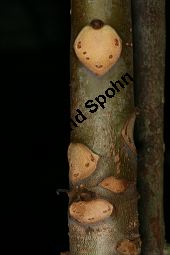 Chinesischer Surenbaum, Toona sinensis 'Flamingo' Kauf von 06668_toona_sinensis_flamingo_img_5434.jpg