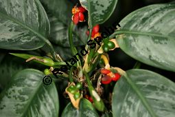 Verwechselter Kolbenfaden, Aglaonema commutatum var. commutatum, Aglaonema treubii Kauf von 06672_aglaonema_commutatum_commutatum_img_5642.jpg