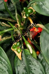 Verwechselter Kolbenfaden, Aglaonema commutatum var. commutatum, Aglaonema treubii Kauf von 06672_aglaonema_commutatum_commutatum_img_5644.jpg