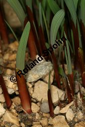 Byzantinische Siegwurz, Byzantinische Gladiole, Gladiolus communis ssp. byzantinus, Gladiolus byzantinus Kauf von 06673_gladiolus_communis_byzantinus_img_5659.jpg