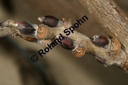 Japanischer Blauregen 'Macrobotrys'; Wisteria floribunda 'Macrobotrys' Kauf von 06676_wisteria_floribunda_macrobotrys_img_5843.jpg
