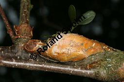 Laubholz-Mistel auf Papier-Birke, Viscum album auf Betula papyrifera Kauf von 06678_viscum_album_betula_papyrifera_img_5928.jpg
