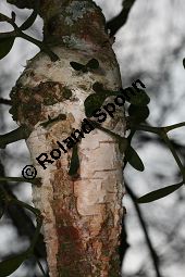 Laubholz-Mistel auf Papier-Birke, Viscum album auf Betula papyrifera Kauf von 06678_viscum_album_betula_papyrifera_img_5929.jpg