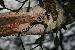 Laubholz-Mistel auf Papier-Birke, Viscum album auf Betula papyrifera Kauf von 06678_viscum_album_betula_papyrifera_img_5930.jpg