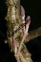 Runzelblättrige Erle, Alnus incana ssp. rugosa, Alnus rugosa Kauf von 06679_alnus_incana_rugosa_img_5940.jpg