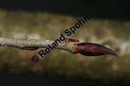 Filzige Apfelbeere, Aronia arbutifolia var. atropurpurea; Photinia arbutifolia var. atropurpurea Kauf von 06682_aronia_arbutifolia_atropurpurea_img_6095.jpg