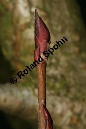 Filzige Apfelbeere, Aronia arbutifolia var. atropurpurea; Photinia arbutifolia var. atropurpurea Kauf von 06682_aronia_arbutifolia_atropurpurea_img_6097.jpg