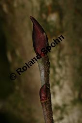 Filzige Apfelbeere, Aronia arbutifolia var. atropurpurea; Photinia arbutifolia var. atropurpurea Kauf von 06682_aronia_arbutifolia_atropurpurea_img_6098.jpg