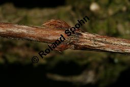 Bunte Weigelie, Liebliche Weigelie, Weigelia florida 'Variegata' Kauf von 06683_weigela_florida_variegata_img_6120.jpg