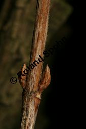 Bunte Weigelie, Liebliche Weigelie, Weigelia florida 'Variegata' Kauf von 06683_weigela_florida_variegata_img_6121.jpg