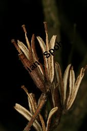 Bunte Weigelie, Liebliche Weigelie, Weigelia florida 'Variegata' Kauf von 06683_weigela_florida_variegata_img_6122.jpg