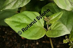 Raktapanarnava, Boerhavia diffusa, Boerhaavia diffusa Kauf von 06689_boerhavia_diffusa_img_6589.jpg