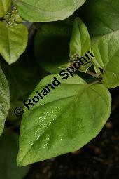 Raktapanarnava, Boerhavia diffusa, Boerhaavia diffusa Kauf von 06689_boerhavia_diffusa_img_6590.jpg