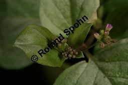 Raktapanarnava, Boerhavia diffusa, Boerhaavia diffusa Kauf von 06689_boerhavia_diffusa_img_6591.jpg