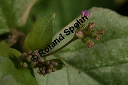 Raktapanarnava, Boerhavia diffusa, Boerhaavia diffusa Kauf von 06689_boerhavia_diffusa_img_6592.jpg