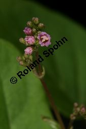 Raktapanarnava, Boerhavia diffusa, Boerhaavia diffusa Kauf von 06689_boerhavia_diffusa_img_6597.jpg