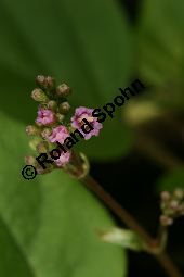 Raktapanarnava, Boerhavia diffusa, Boerhaavia diffusa Kauf von 06689_boerhavia_diffusa_img_6598.jpg