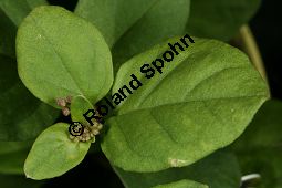 Raktapanarnava, Boerhavia diffusa, Boerhaavia diffusa Kauf von 06689_boerhavia_diffusa_img_6599.jpg